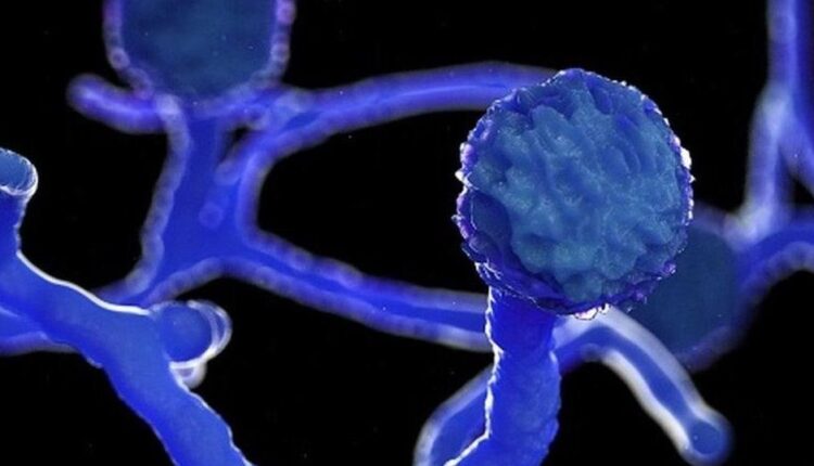 الفطر الأسود .. ما هو وأهم أسباب الإصابة به؟