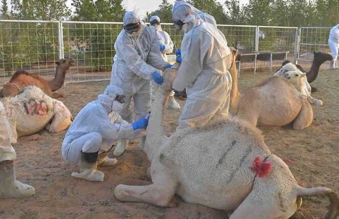 ما هو فيروس إنفلونزا الإبل وطرق الإصابة والعلاج؟ .. إسلام عنان يجيب